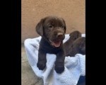 Cokoladni labrador
